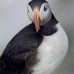 puffin_atlantic_msi_v_0913_can0526.jpg